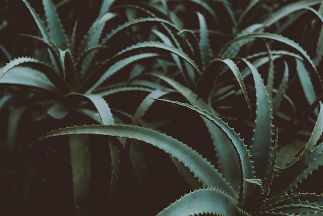 Aloe vera 